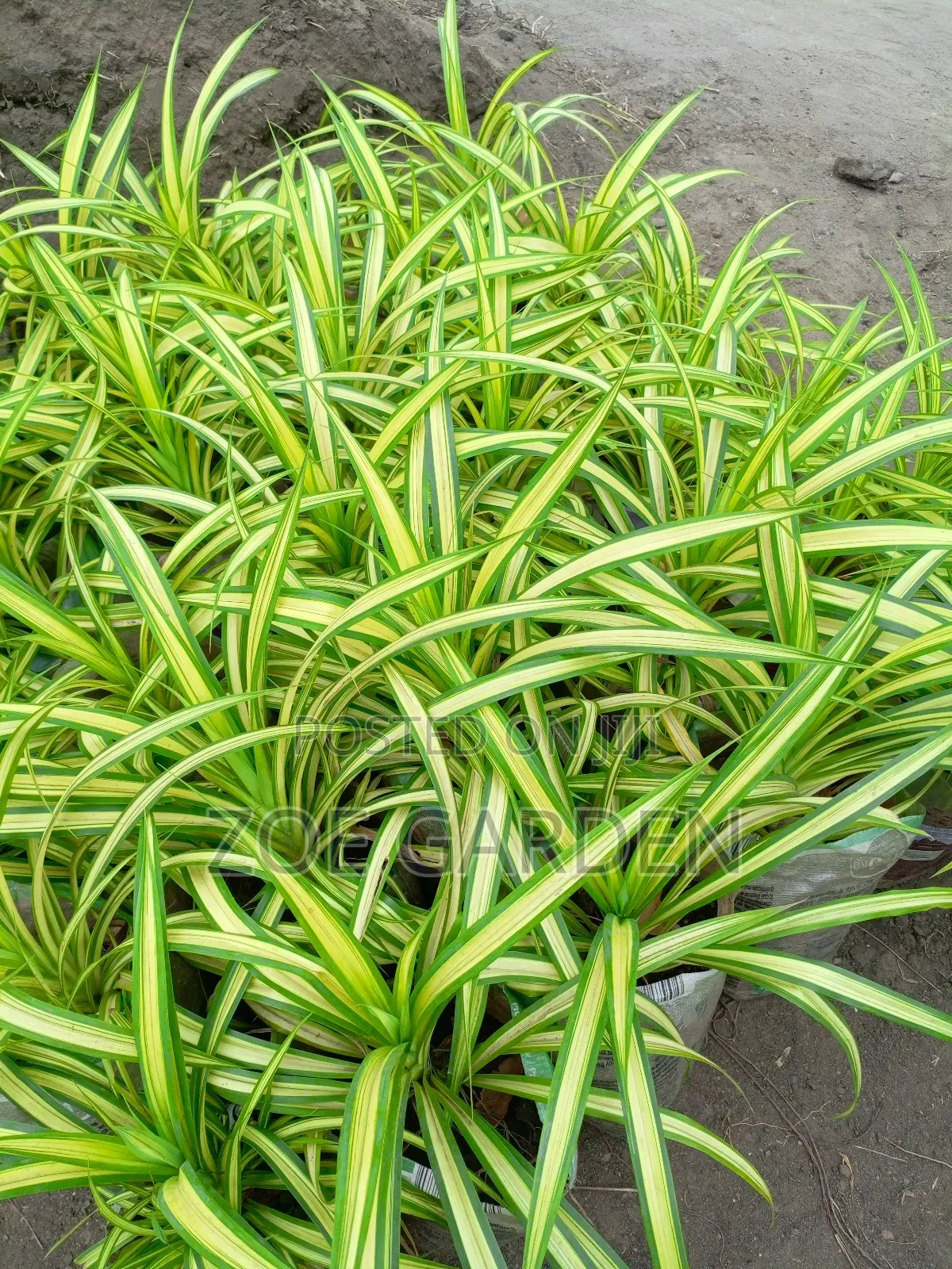 Pandanus, Gracenia
