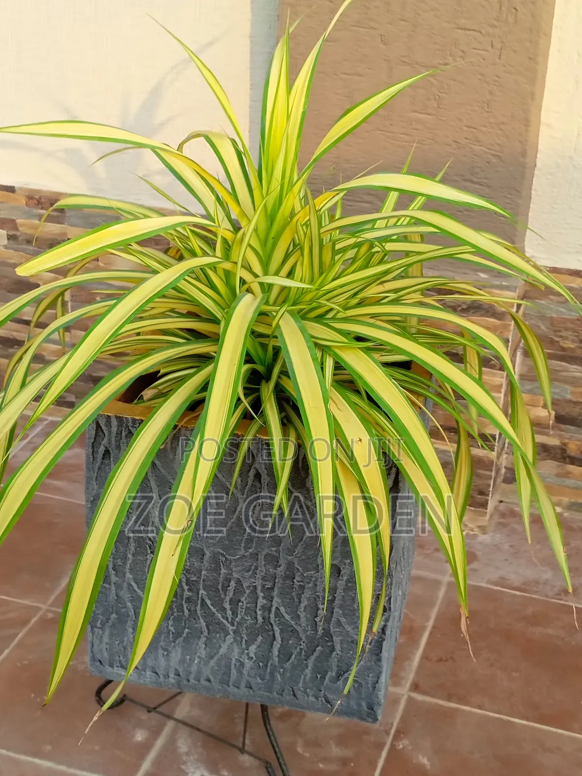 Pandanus, Gracenia