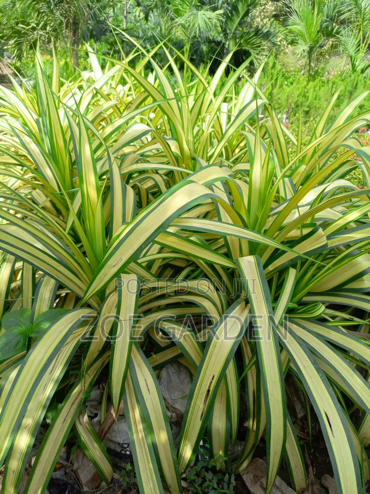 Pandanus, Gracenia