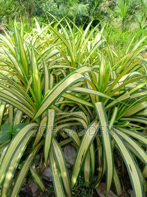 Pandanus, Gracenia