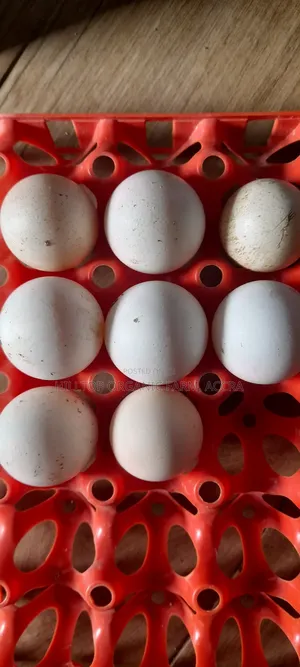 Fertile Krouiler and Foreign Guinea Fowls Eggs for Sale