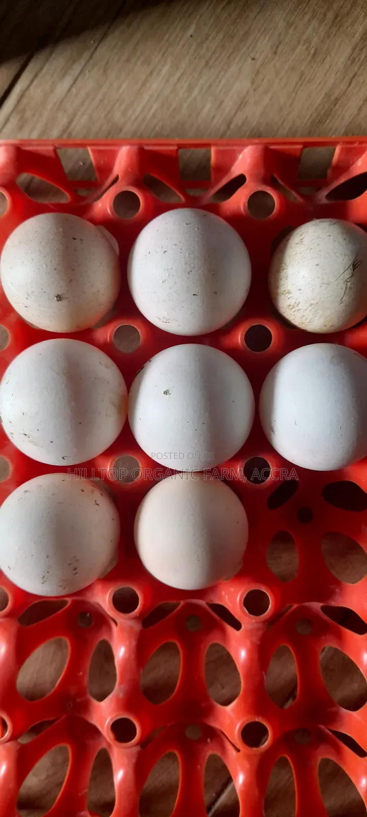 Fertile Krouiler and Foreign Guinea Fowls Eggs for Sale