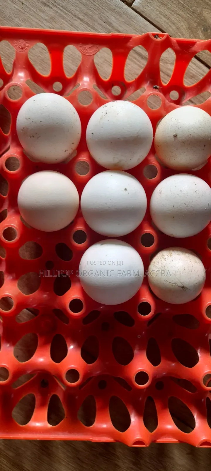 Fertile Krouiler and Foreign Guinea Fowls Eggs for Sale