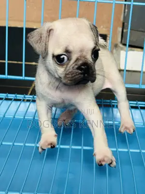 Photo - 1-3 months Male Purebred Pug