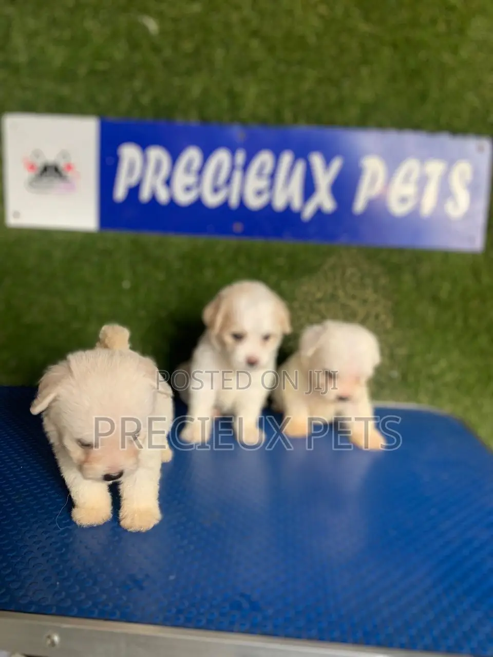 1-3 months Female Purebred Poodle