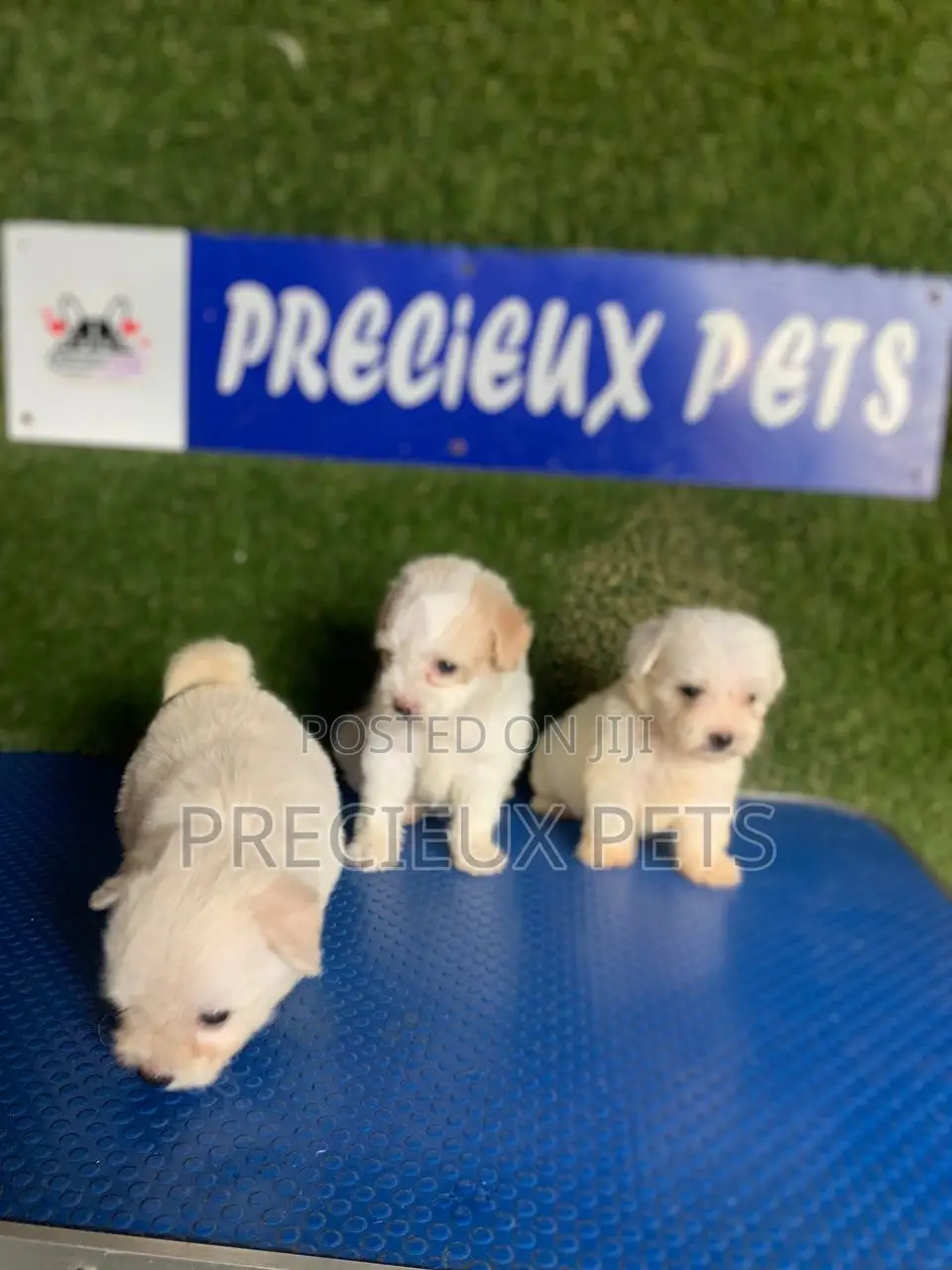 1-3 months Female Purebred Poodle