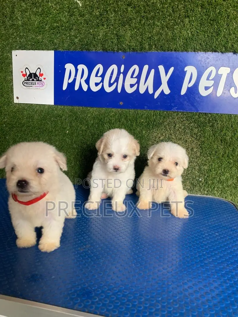 1-3 months Female Purebred Poodle