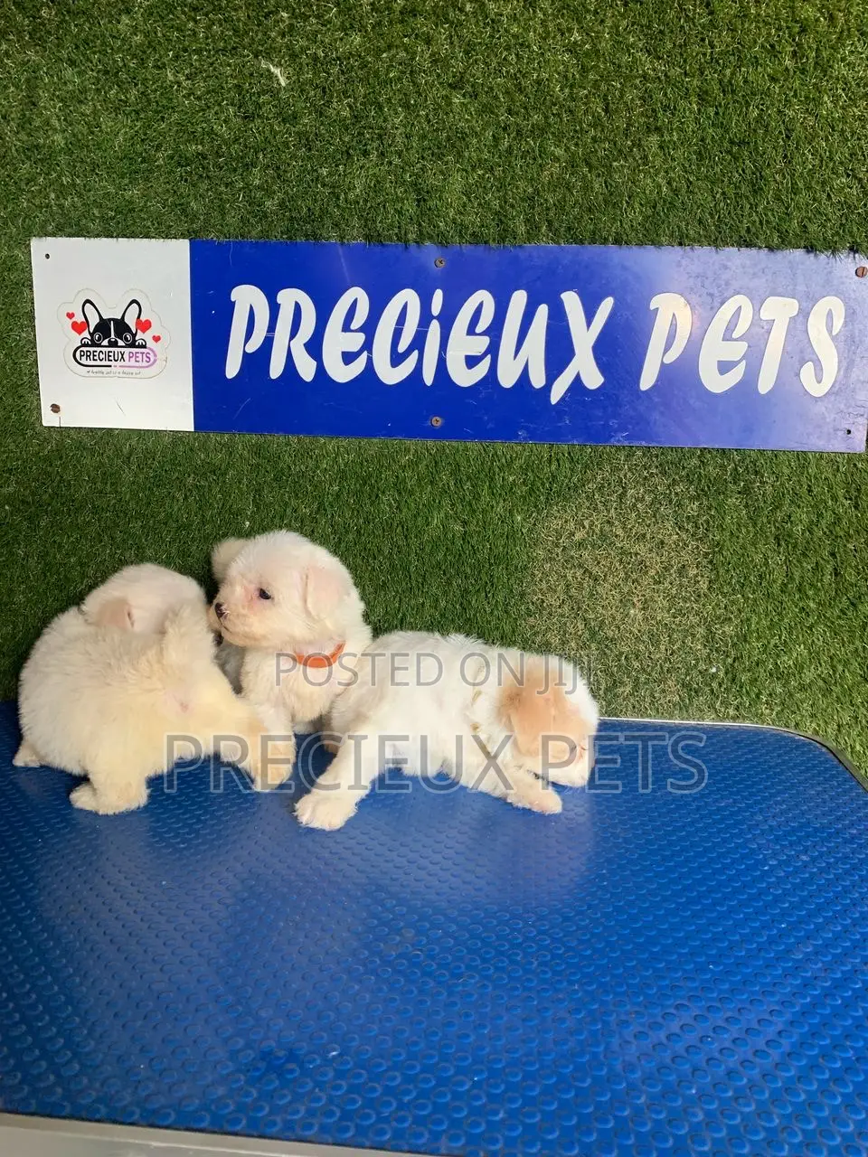 1-3 months Female Purebred Poodle
