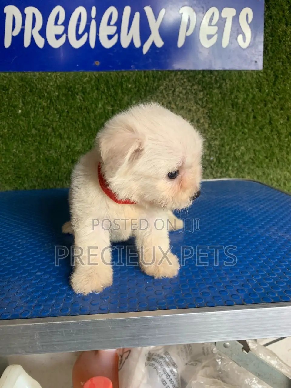1-3 months Male Purebred Poodle