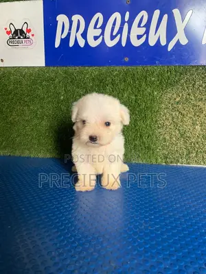 1-3 months Male Purebred Poodle