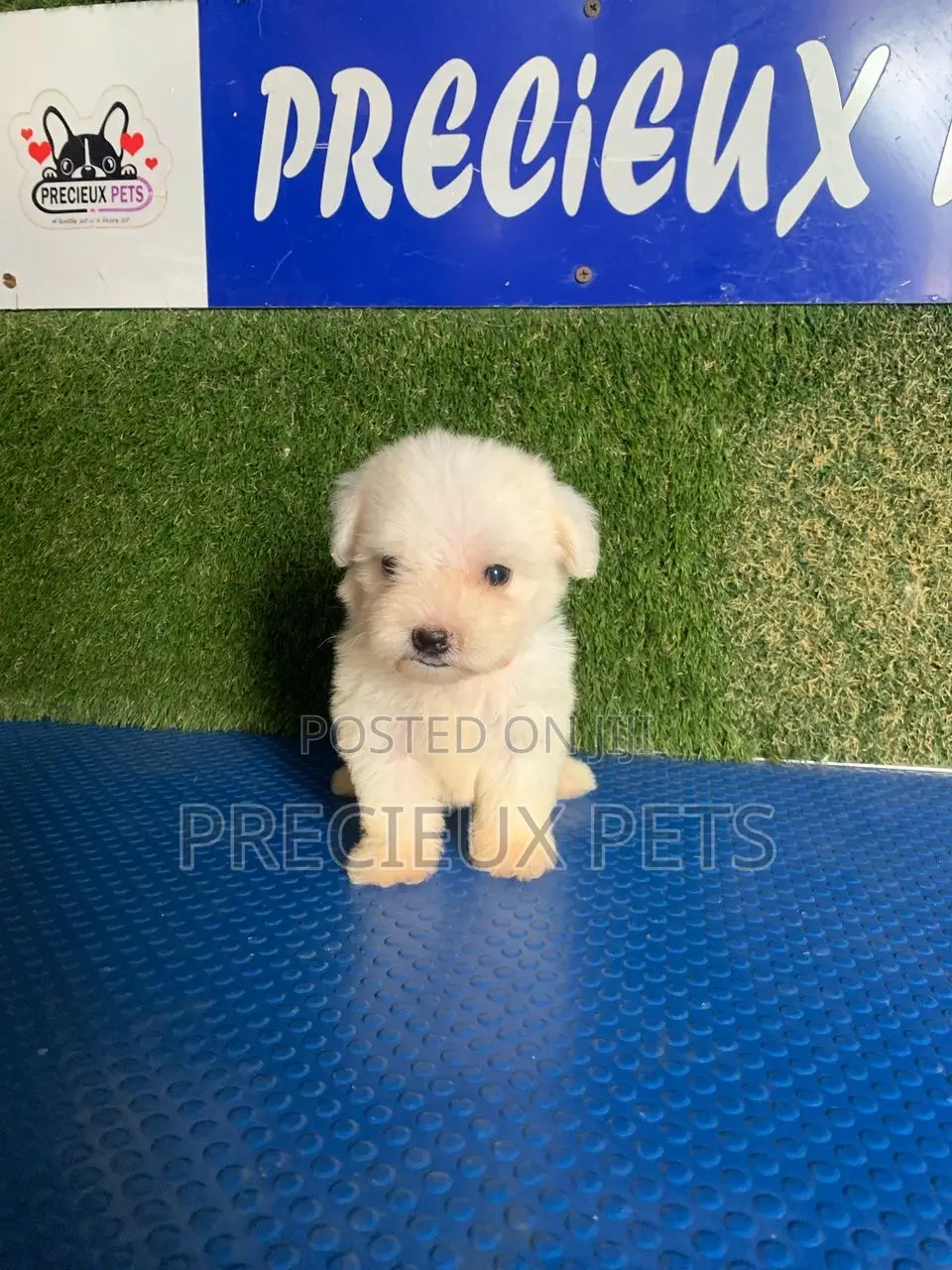 1-3 months Male Purebred Poodle