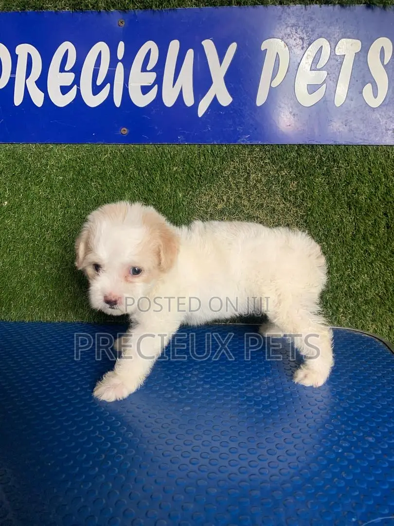 1-3 months Male Purebred Poodle