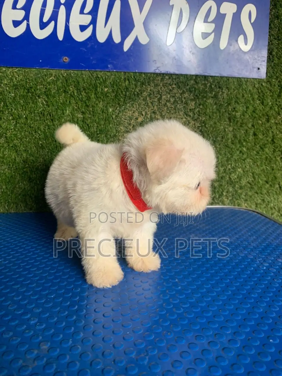 1-3 months Male Purebred Poodle
