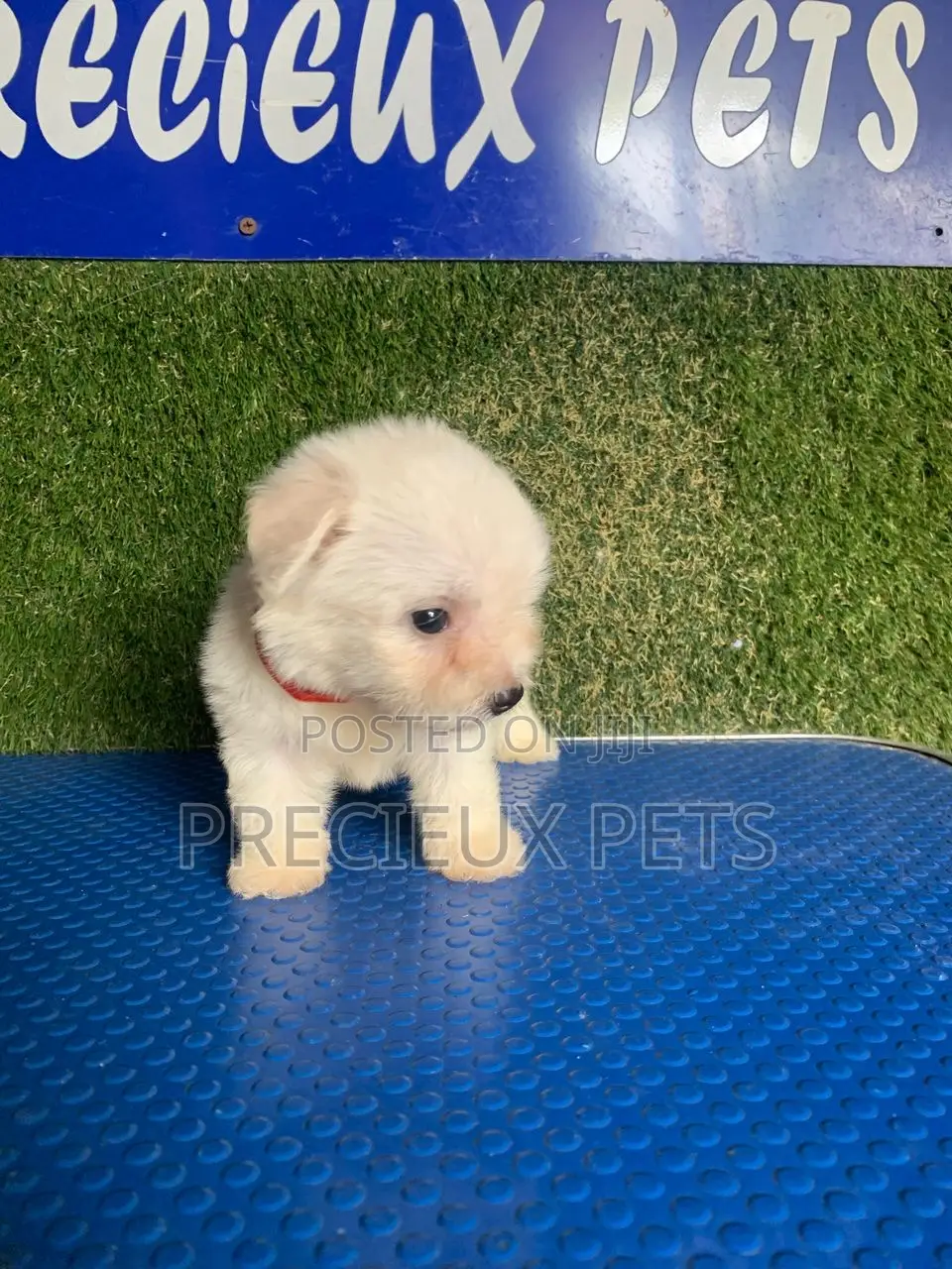 1-3 months Male Purebred Poodle
