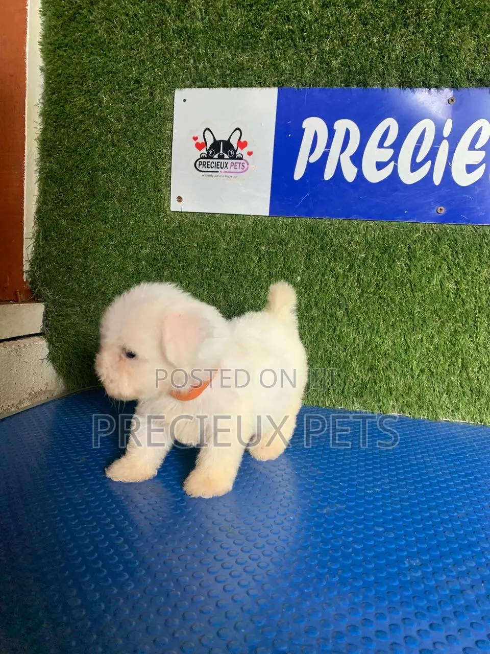 1-3 months Male Purebred Poodle