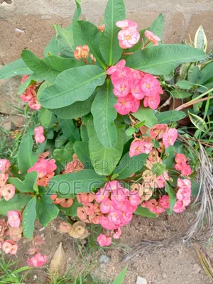Euphobia Plant
