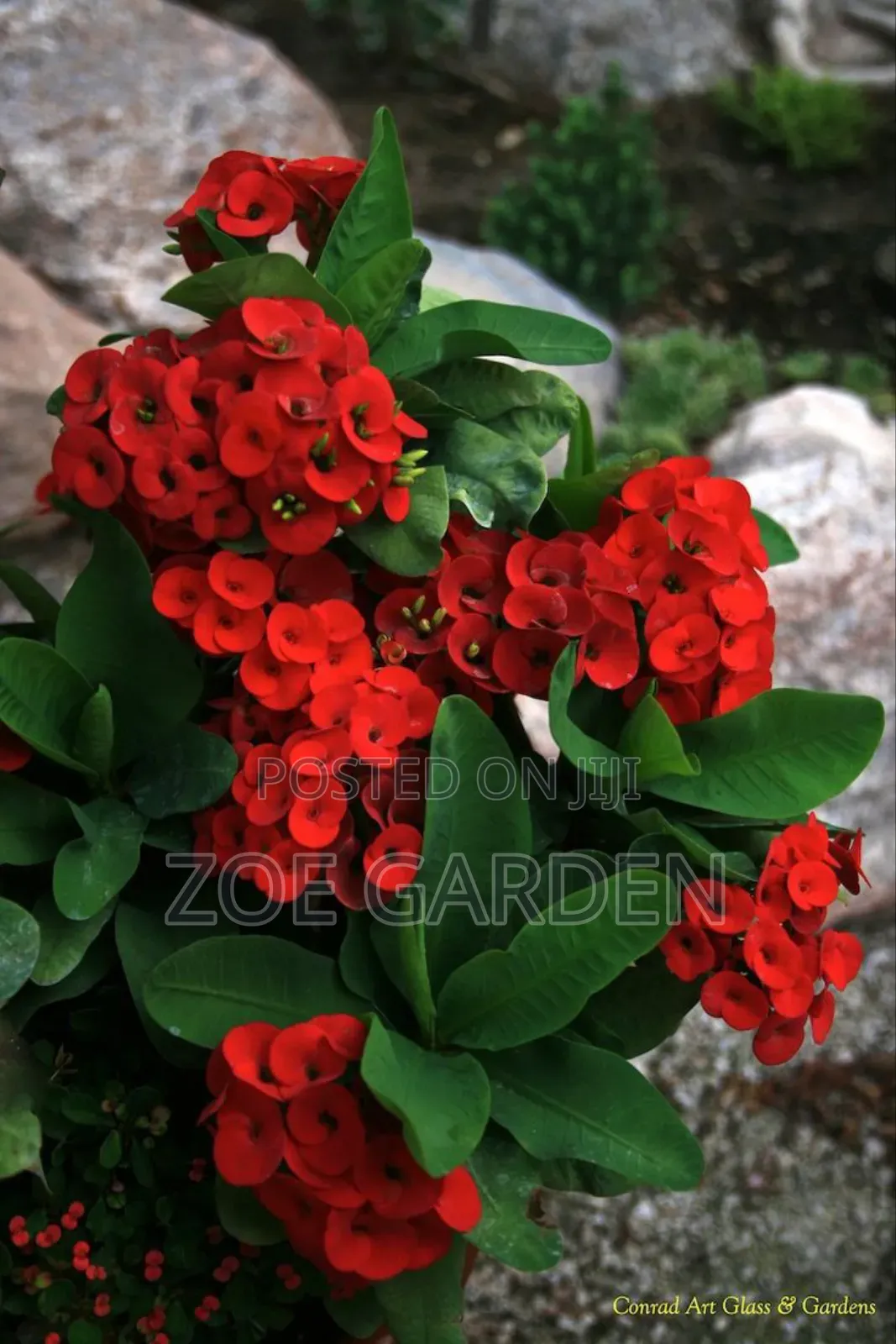 Euphobia Plant