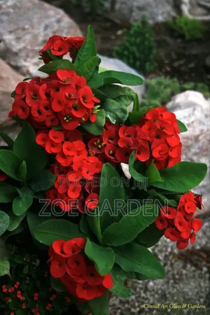 Euphobia Plant