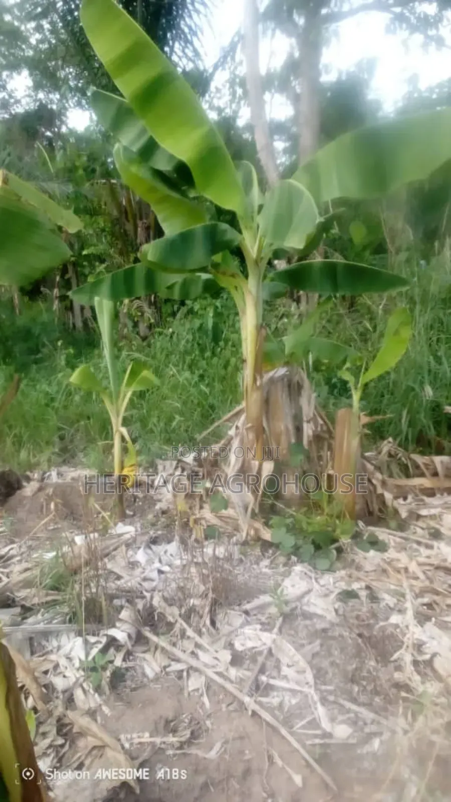 Plantain Suckers