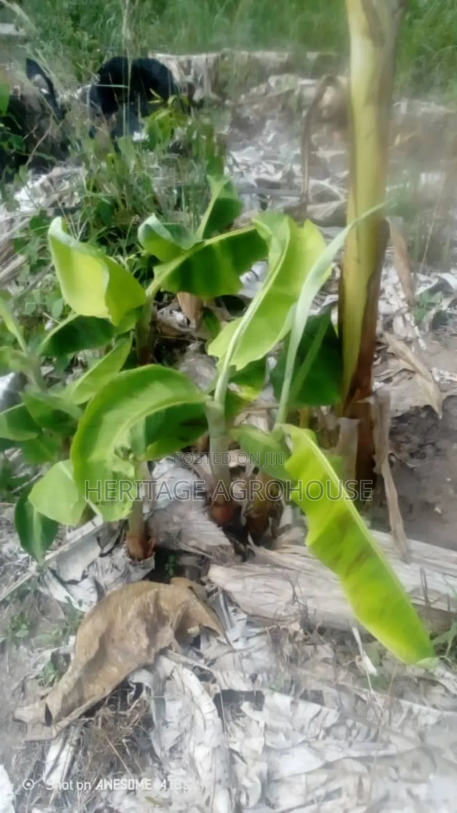 Plantain Suckers