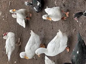 Perkins Ducks
