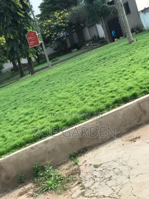 Carpet Grass