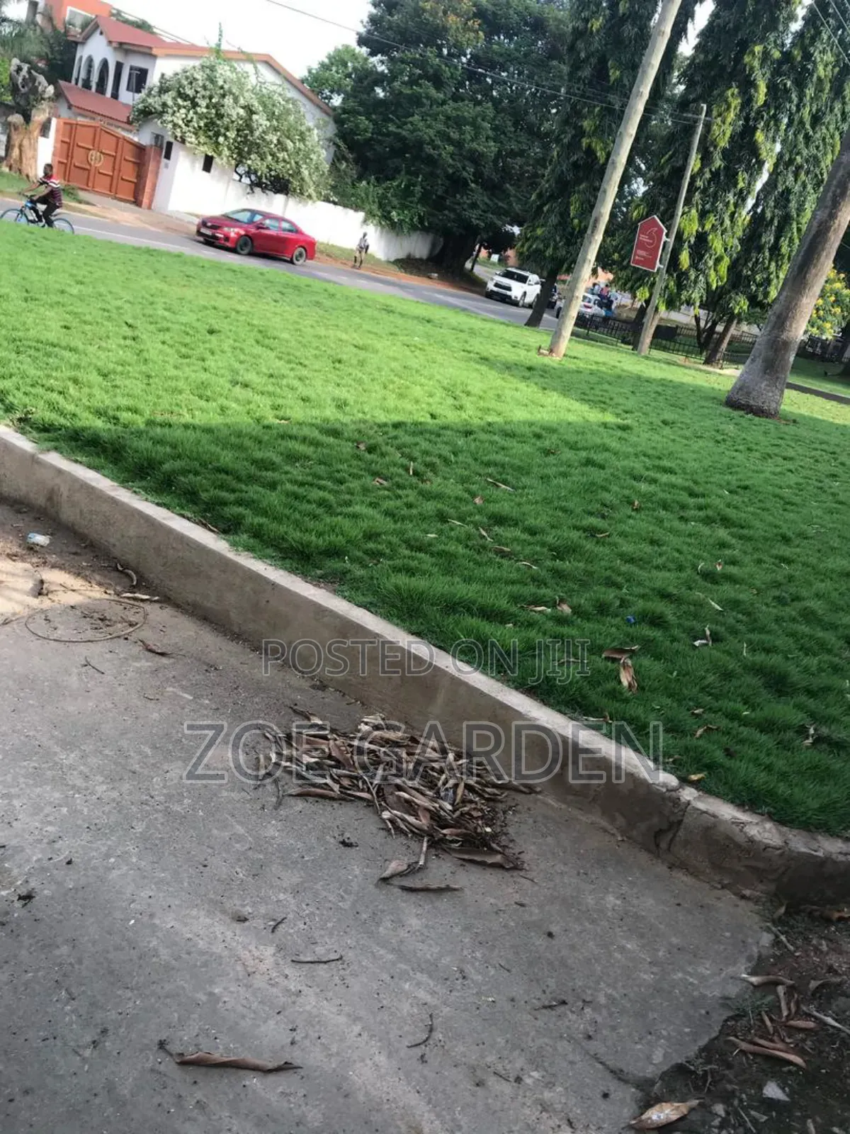 Carpet Grass