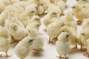Day Old Broiler -25ghc