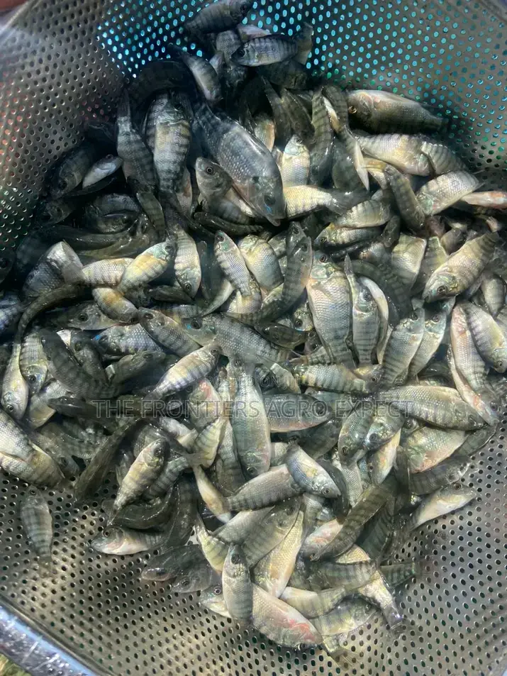 Commercial Tilapia Farming Setup /Training