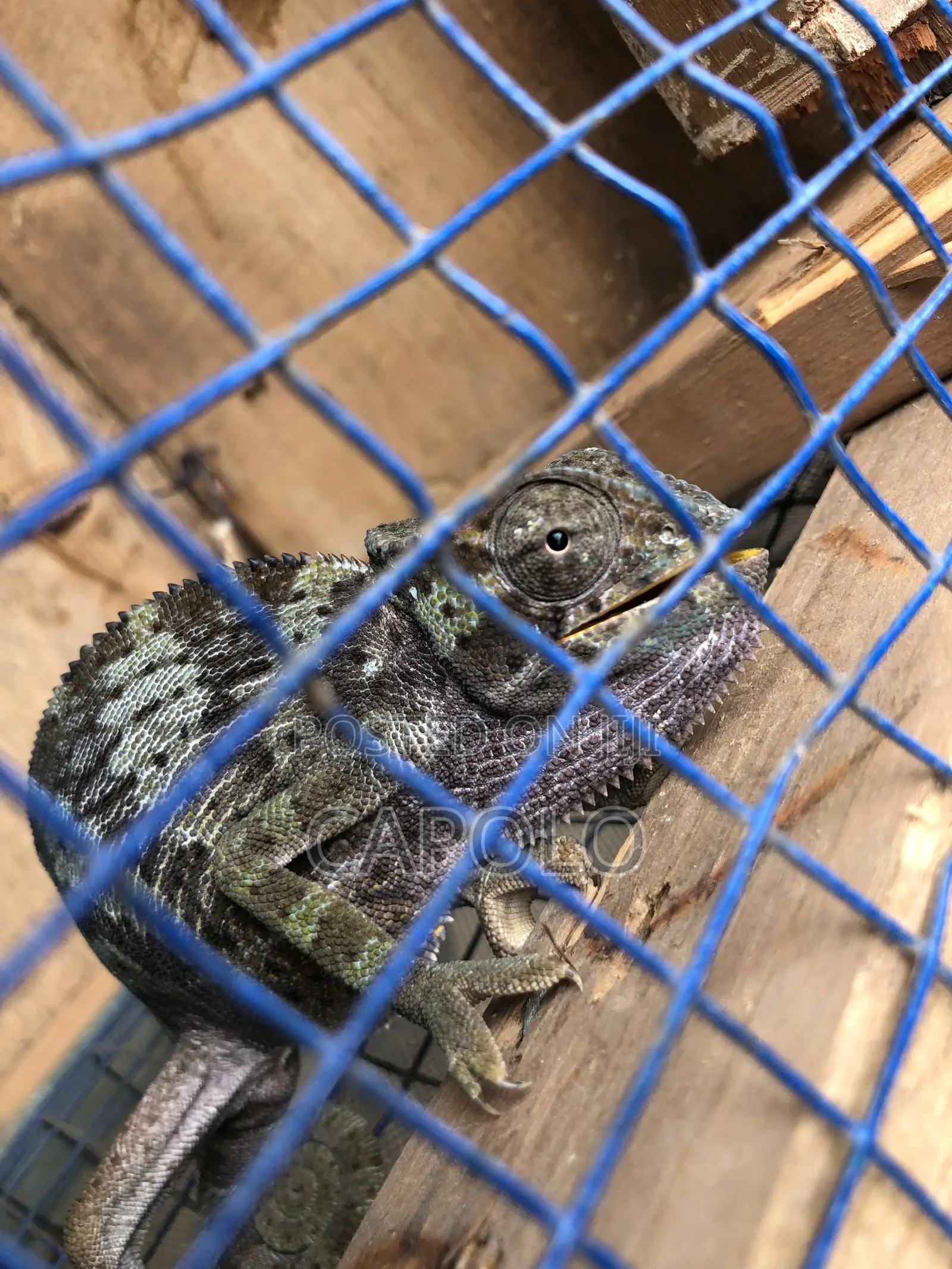A Beautiful Chameleon