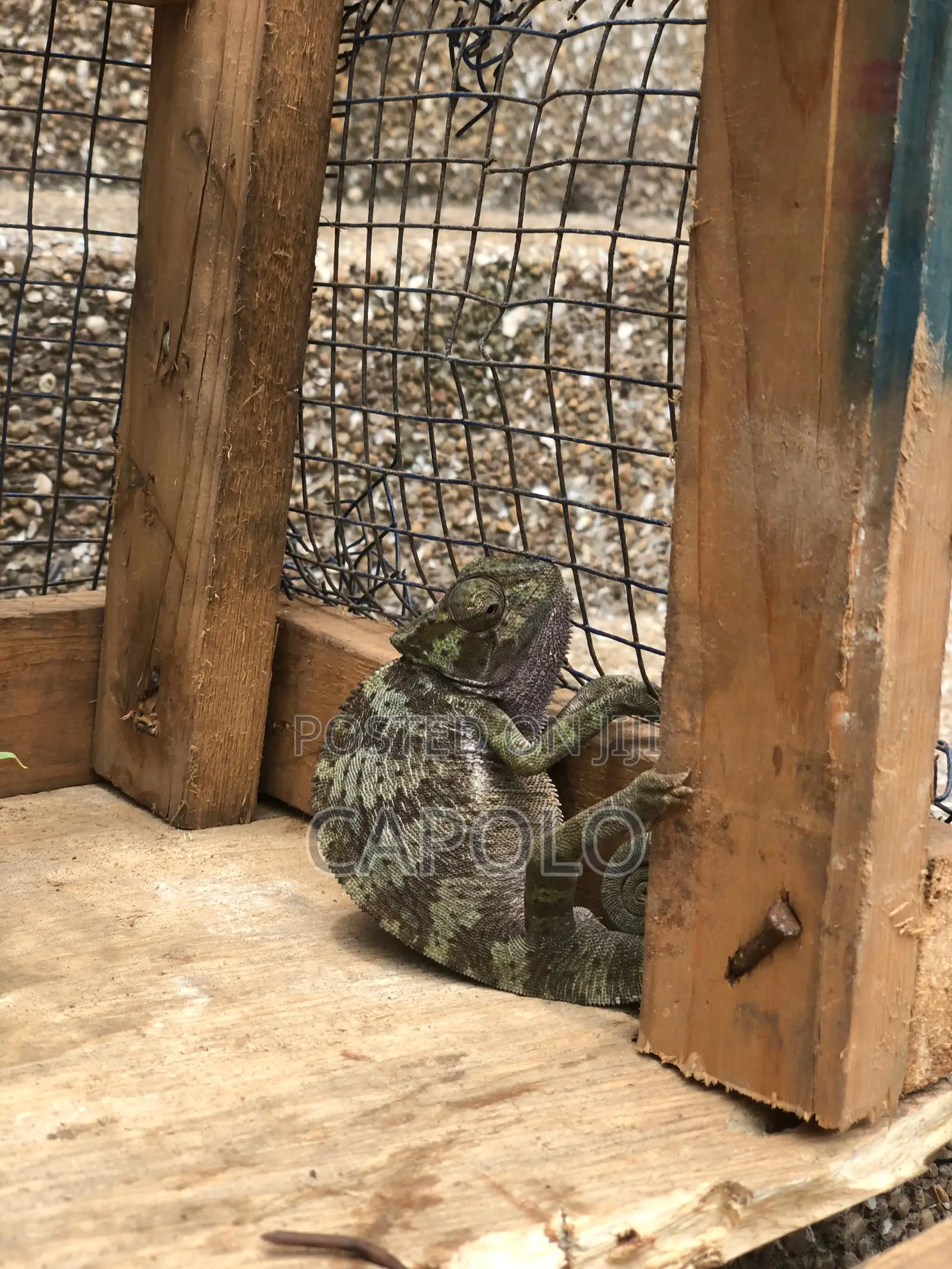 A Beautiful Chameleon
