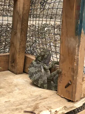 A Beautiful Chameleon