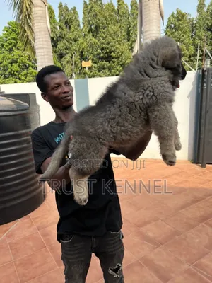 3-6 months Male Purebred Caucasian Shepherd