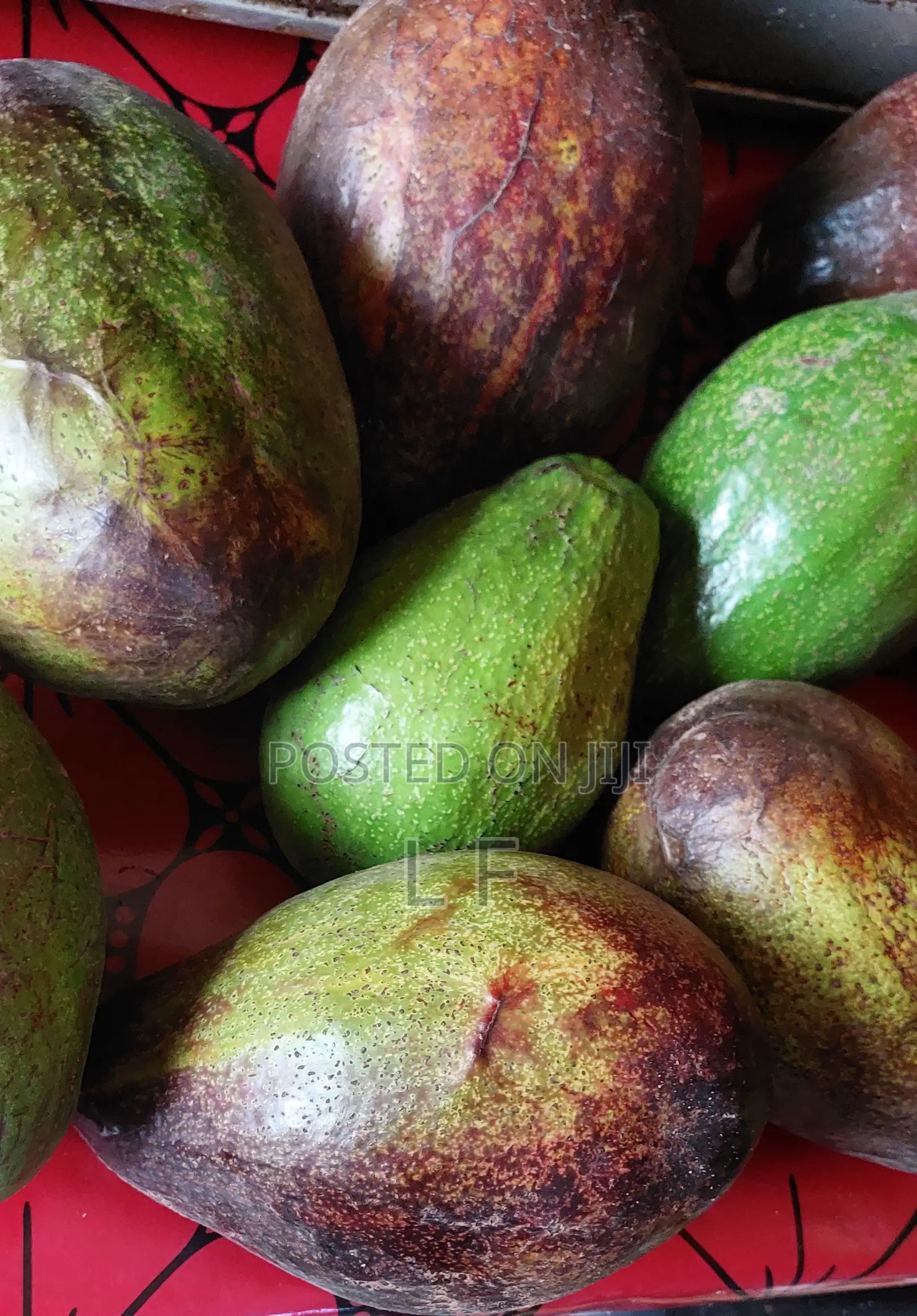 Large Avocados for Sale