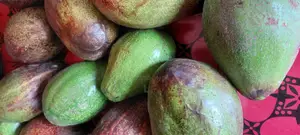Large Avocados for Sale