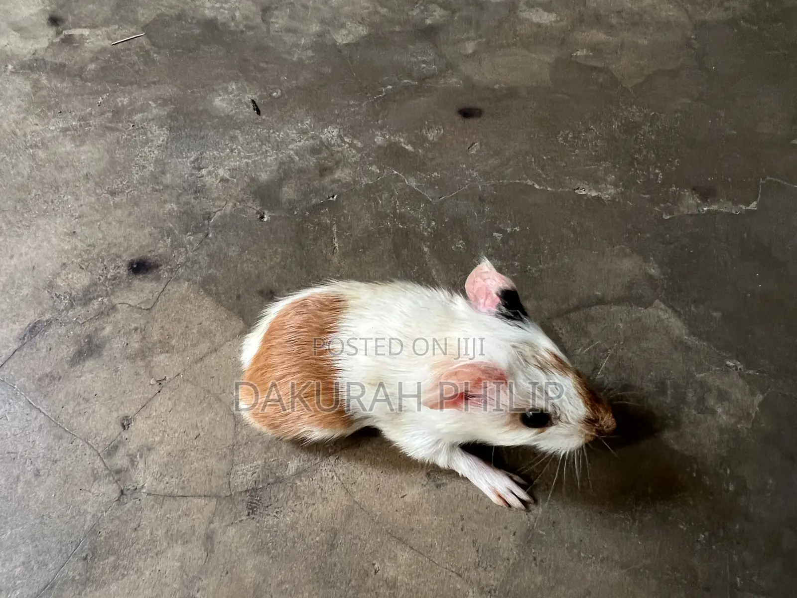 Guinea Pigs for Sale