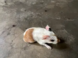 Guinea Pigs for Sale
