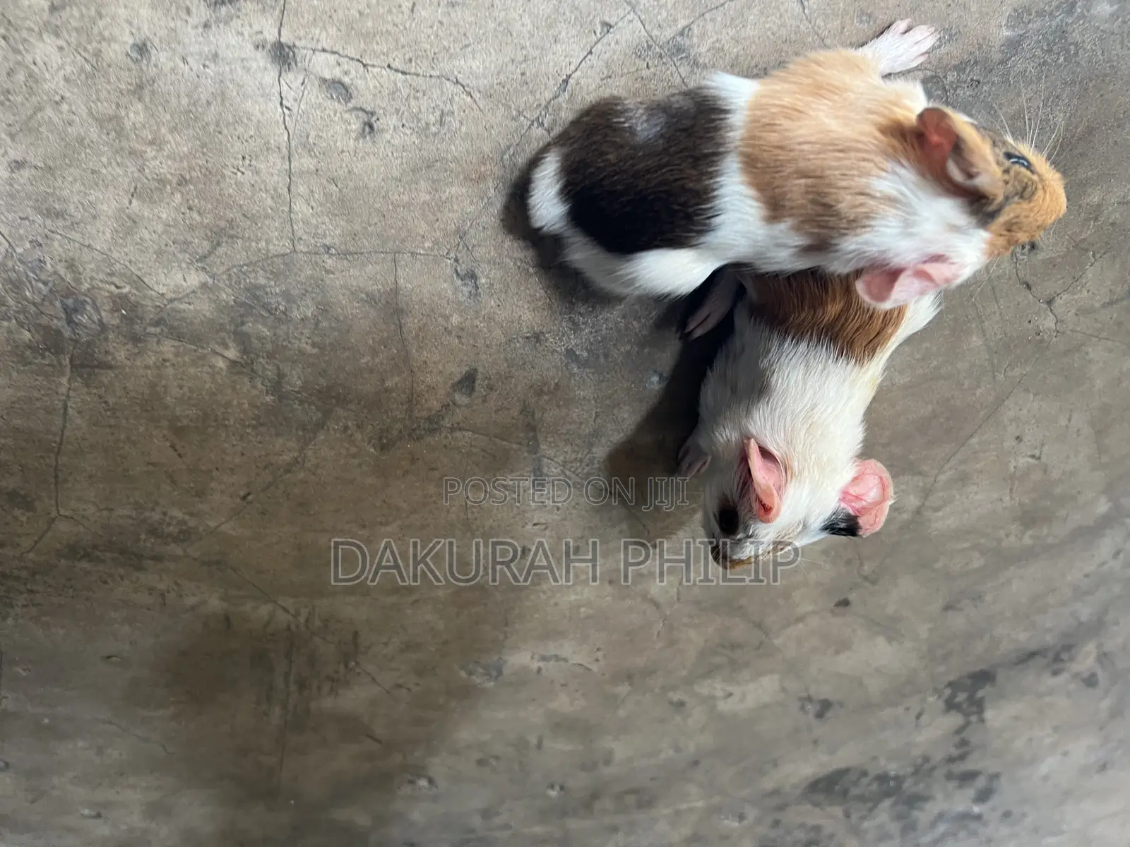 Guinea Pigs for Sale