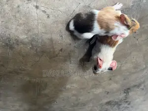 Guinea Pigs for Sale