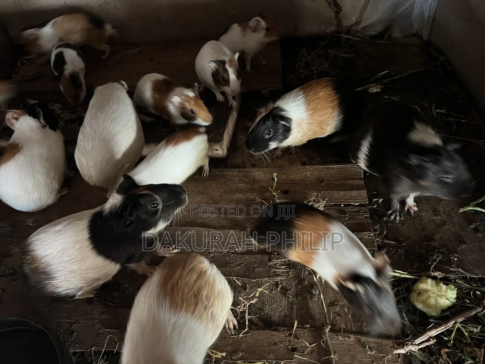 Guinea Pigs for Sale