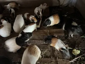 Guinea Pigs for Sale