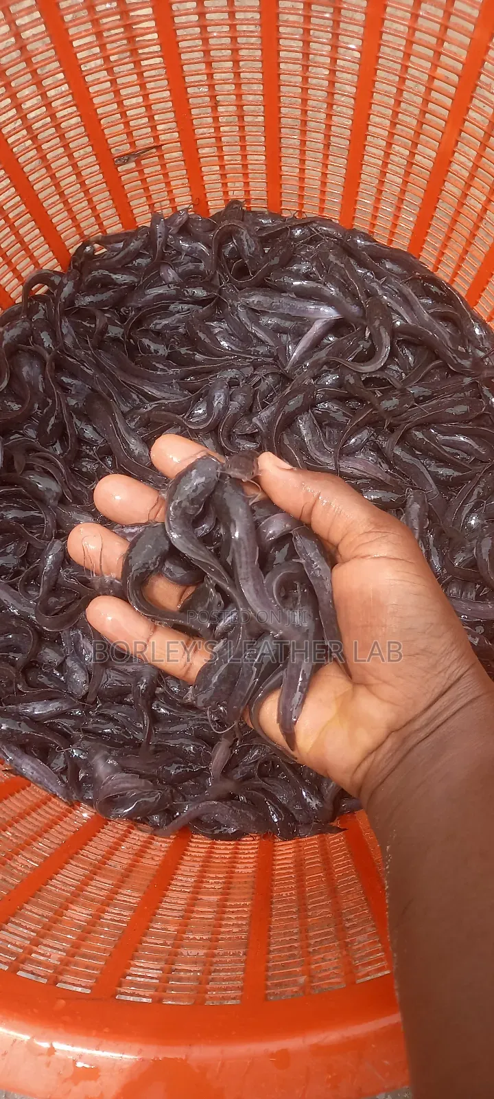 Catfish Fingerlings and Juveniles