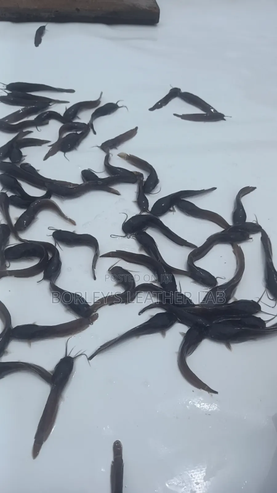 Catfish Fingerlings and Juveniles
