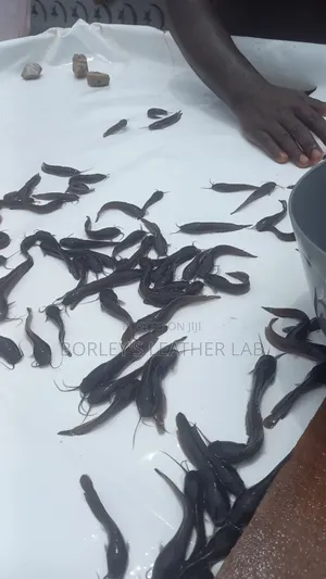 Catfish Fingerlings and Juveniles