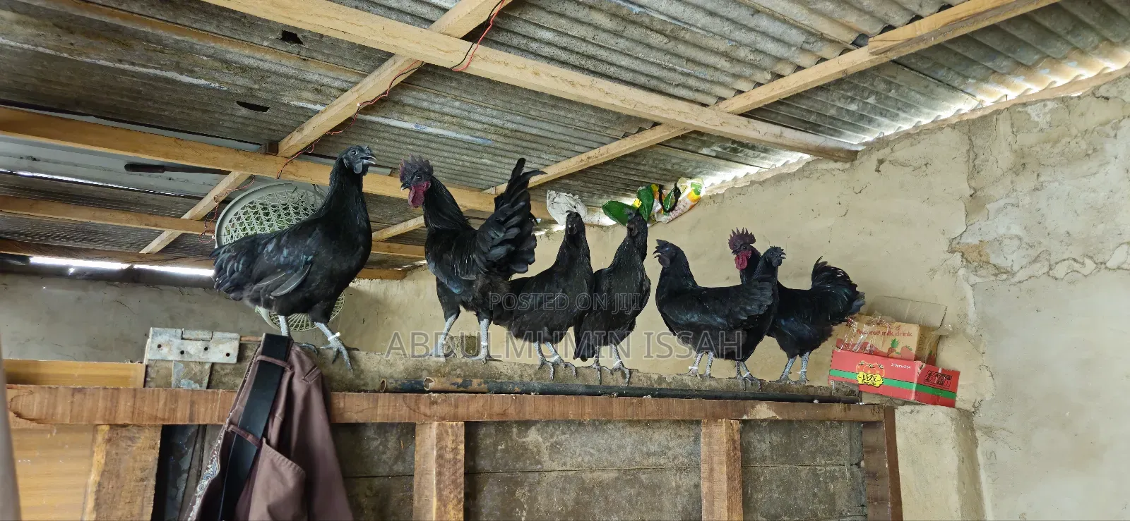 Ayam Cemani Chickens