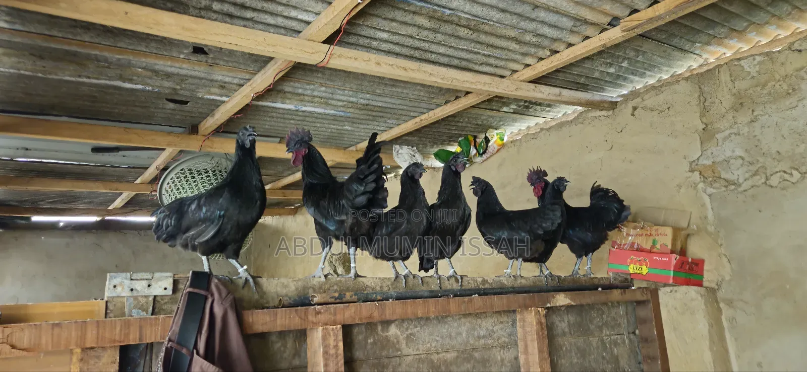 Ayam Cemani Chickens