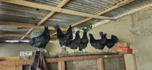Ayam Cemani Chickens