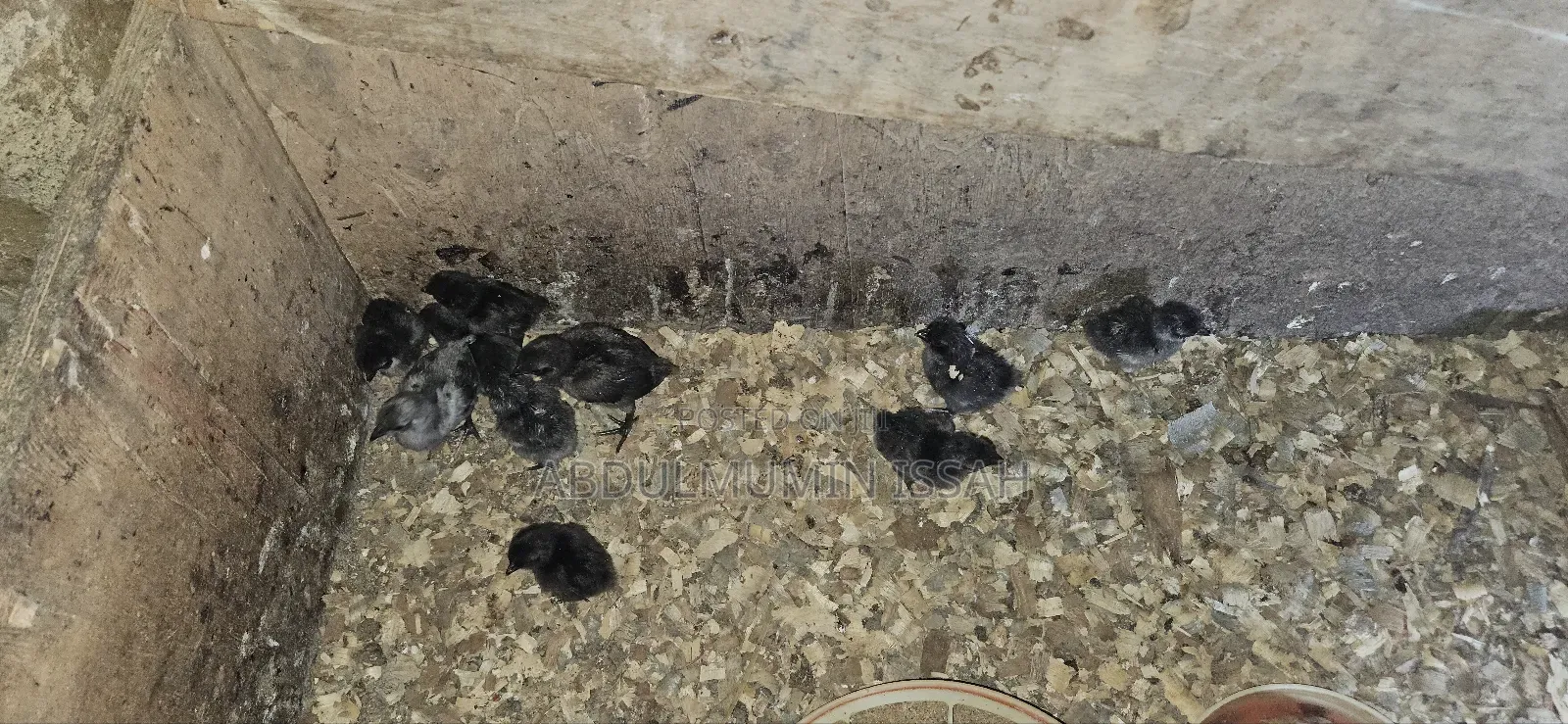 Ayam Cemani Chickens