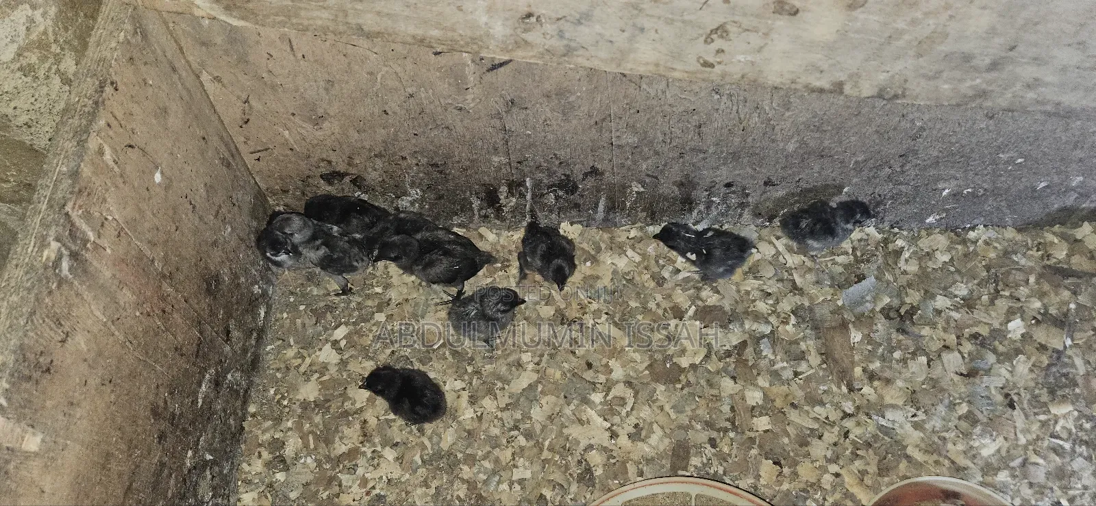 Ayam Cemani Chickens