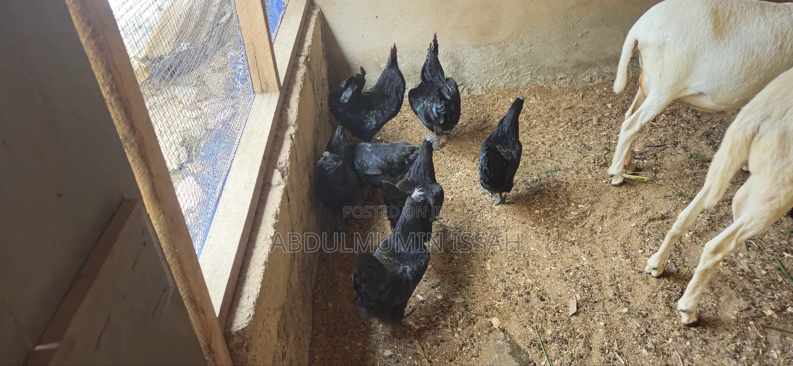 Ayam Cemani Chickens